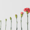 pink flower on white background